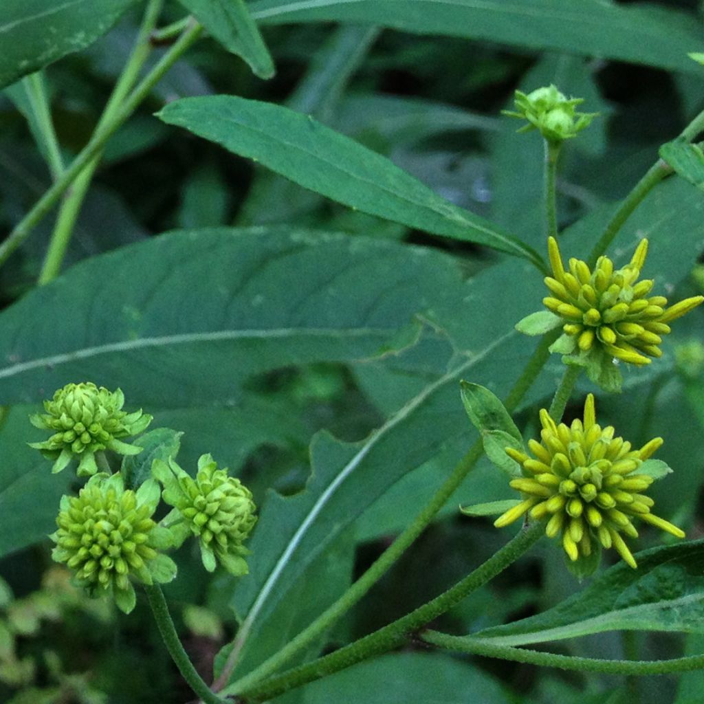 Verbesina alternifolia - Ironweed