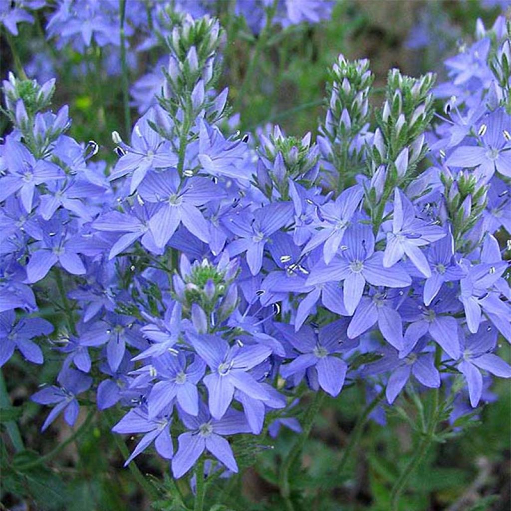 Veronica austriaca Royal Blue