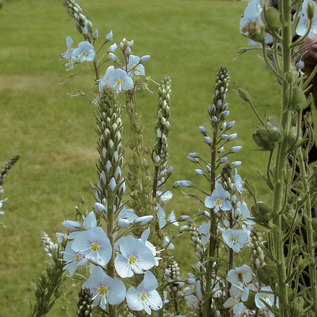 Veronica gentianoides