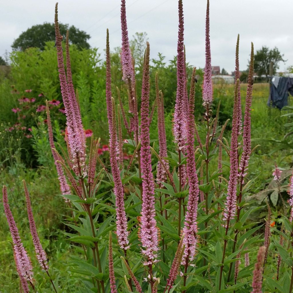 Veronicastrum virginicum Erica