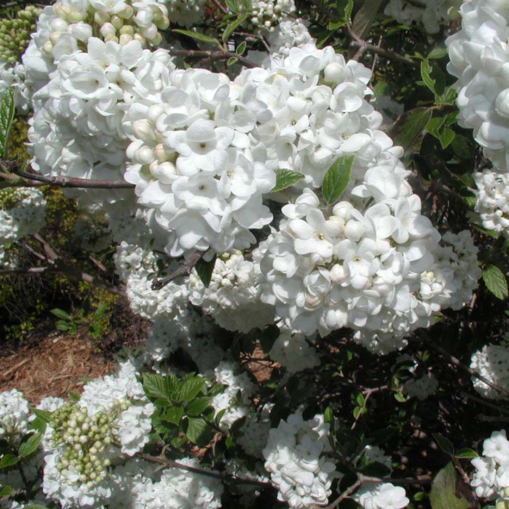 Viburnum utile Eskimo