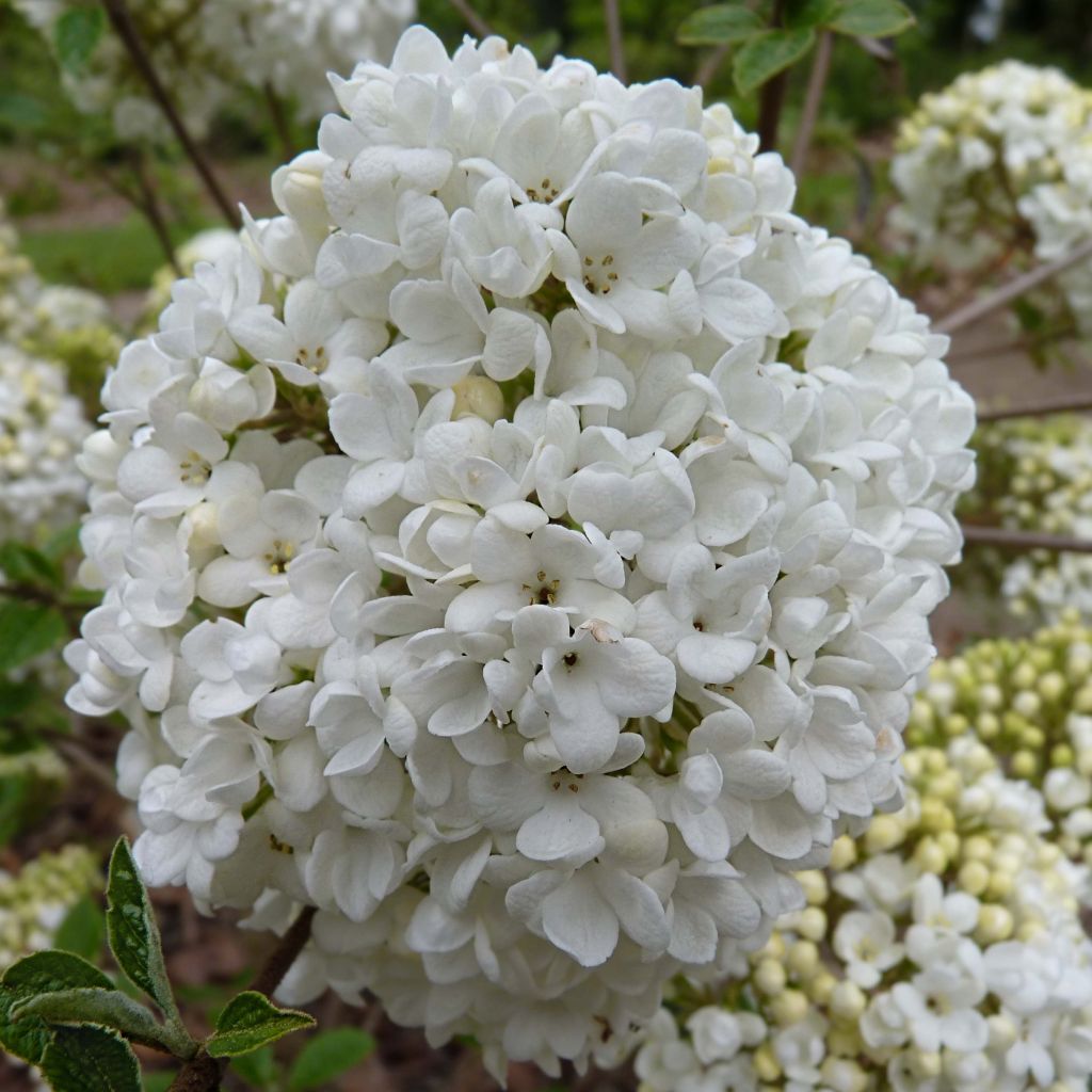 Viburnum utile Eskimo