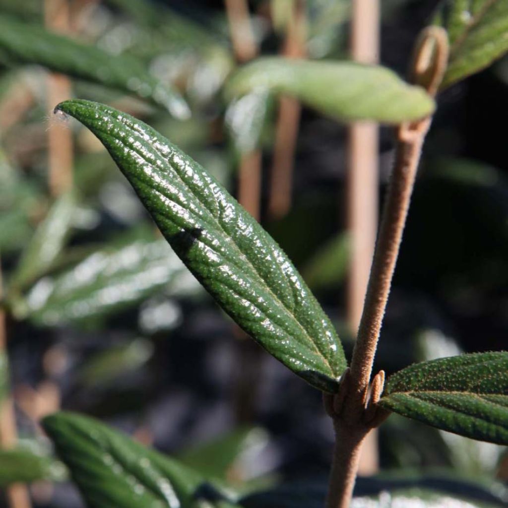 Viburnum x pragense