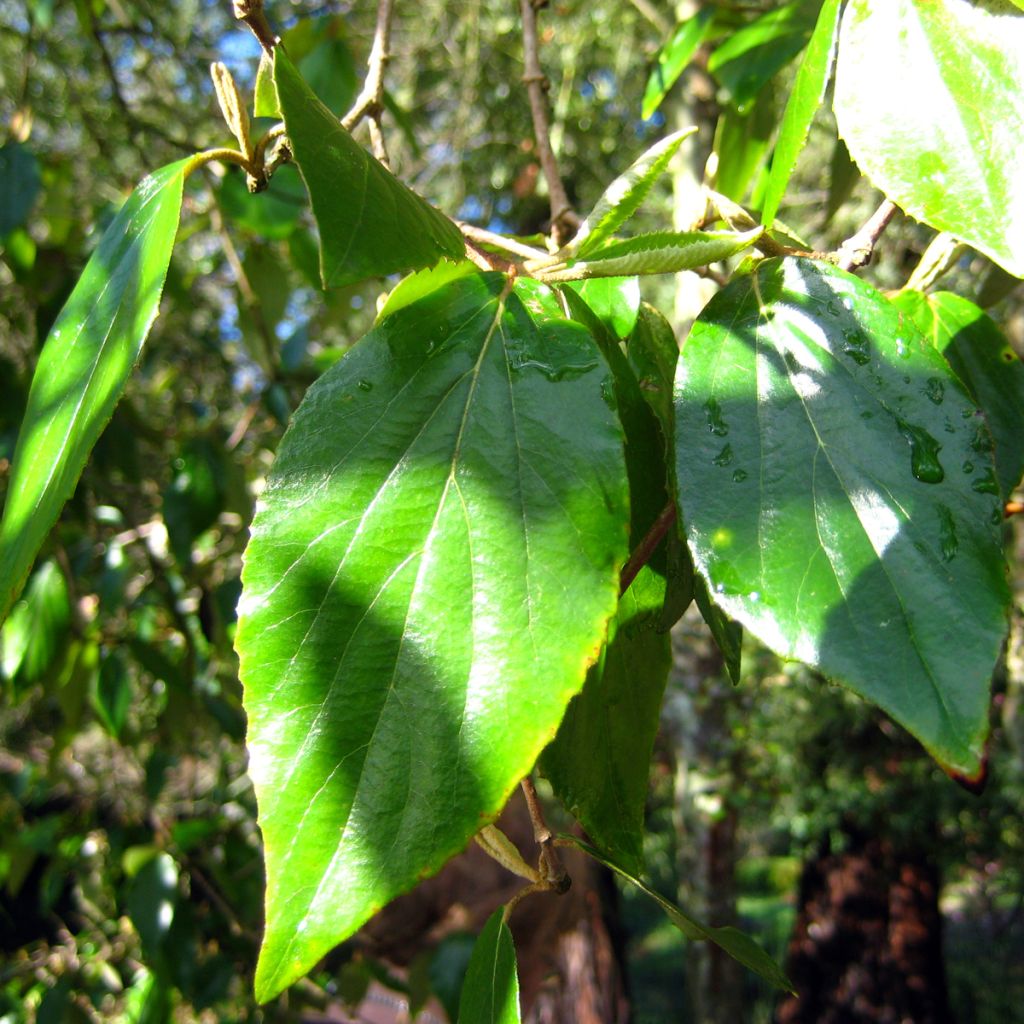 Viburnum burkwoodii