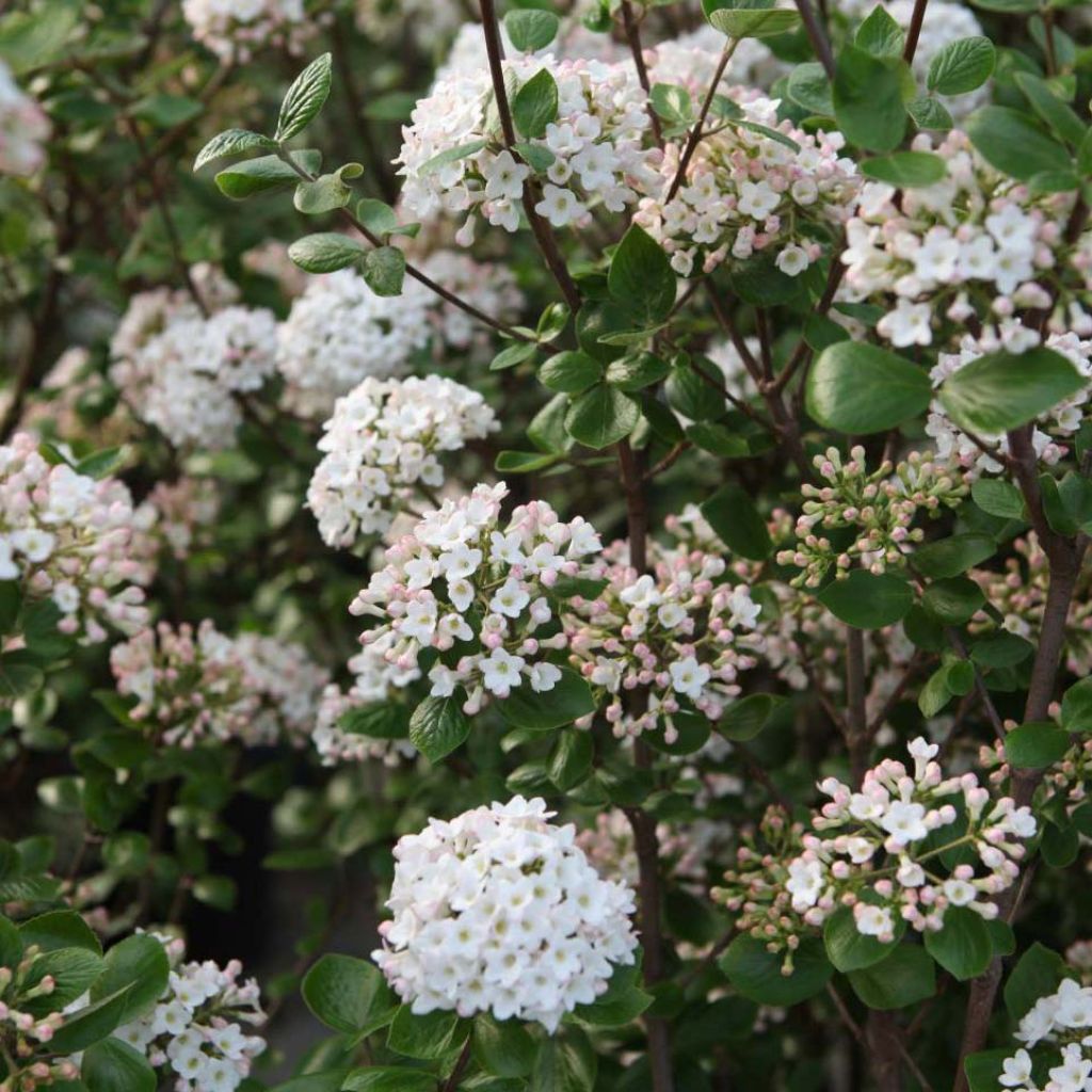 Viburnum burkwoodii Anne Russell