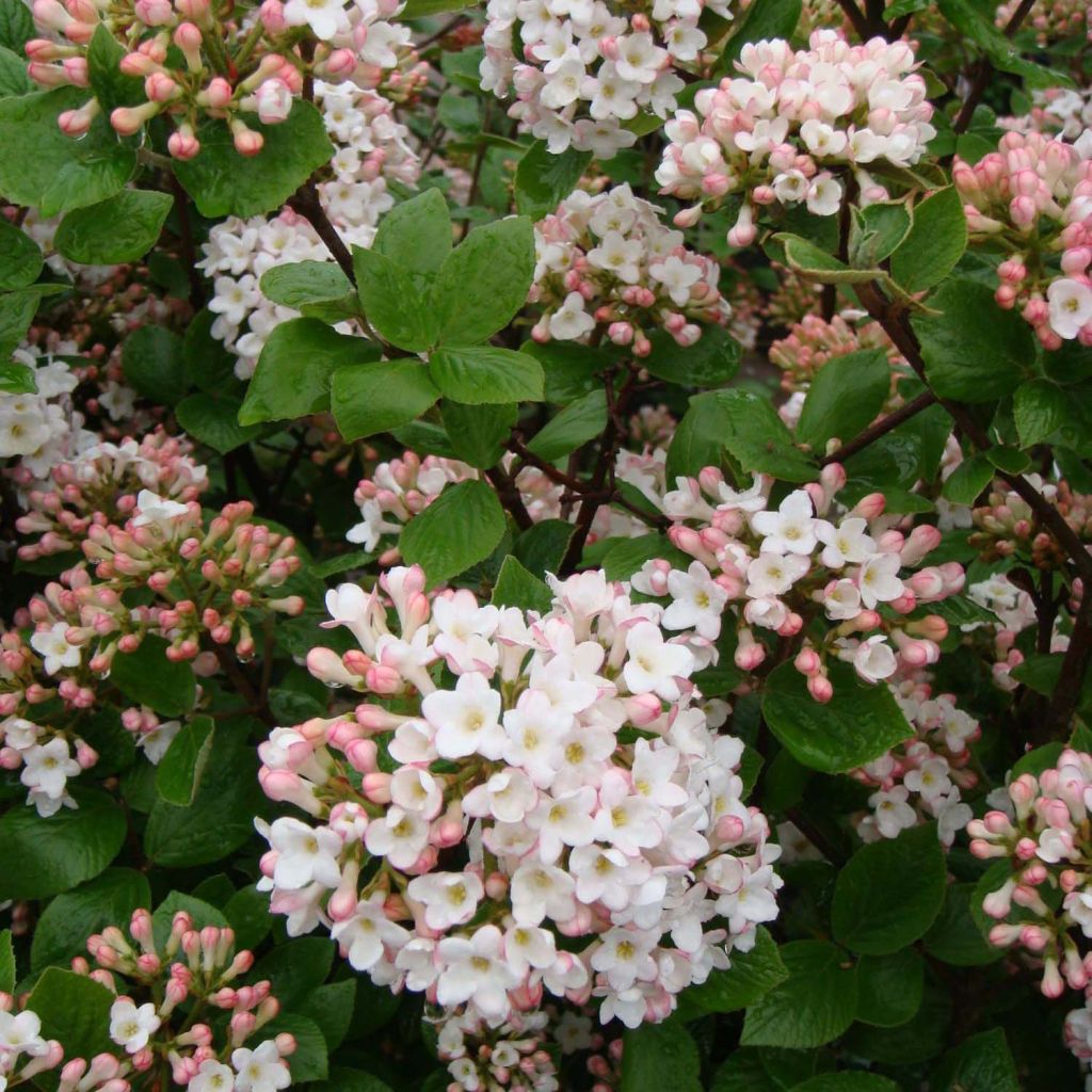 Viburnum burkwoodii Anne Russell