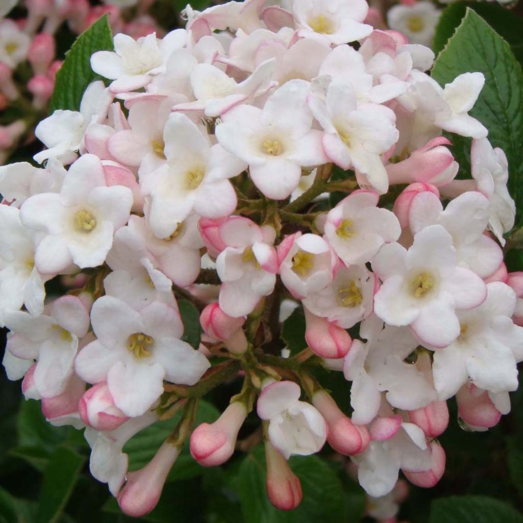 Viburnum burkwoodii Anne Russell