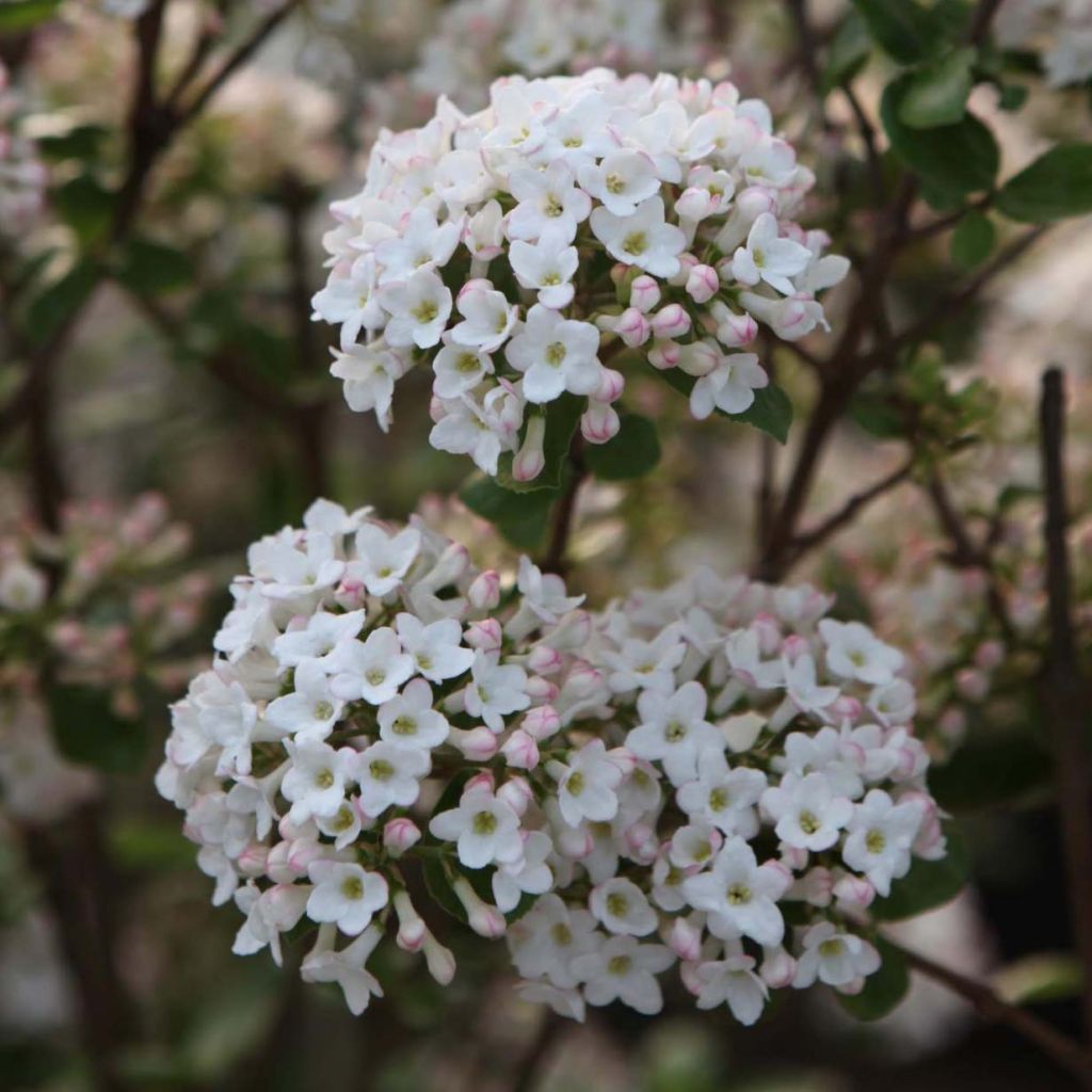 Viburnum burkwoodii Anne Russell