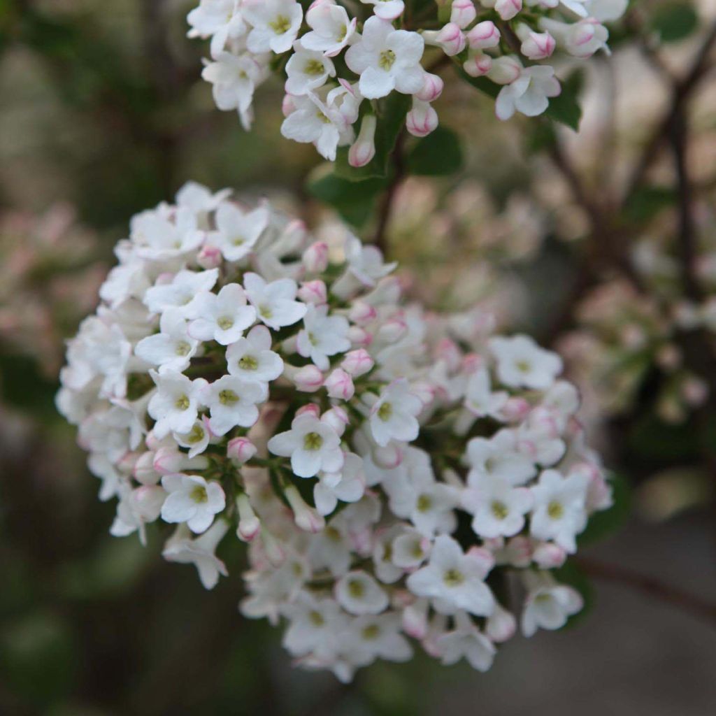 Viburnum burkwoodii Anne Russell