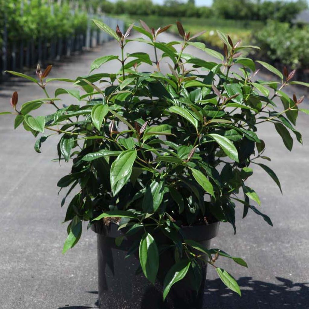 Viburnum davidii Angustifolium