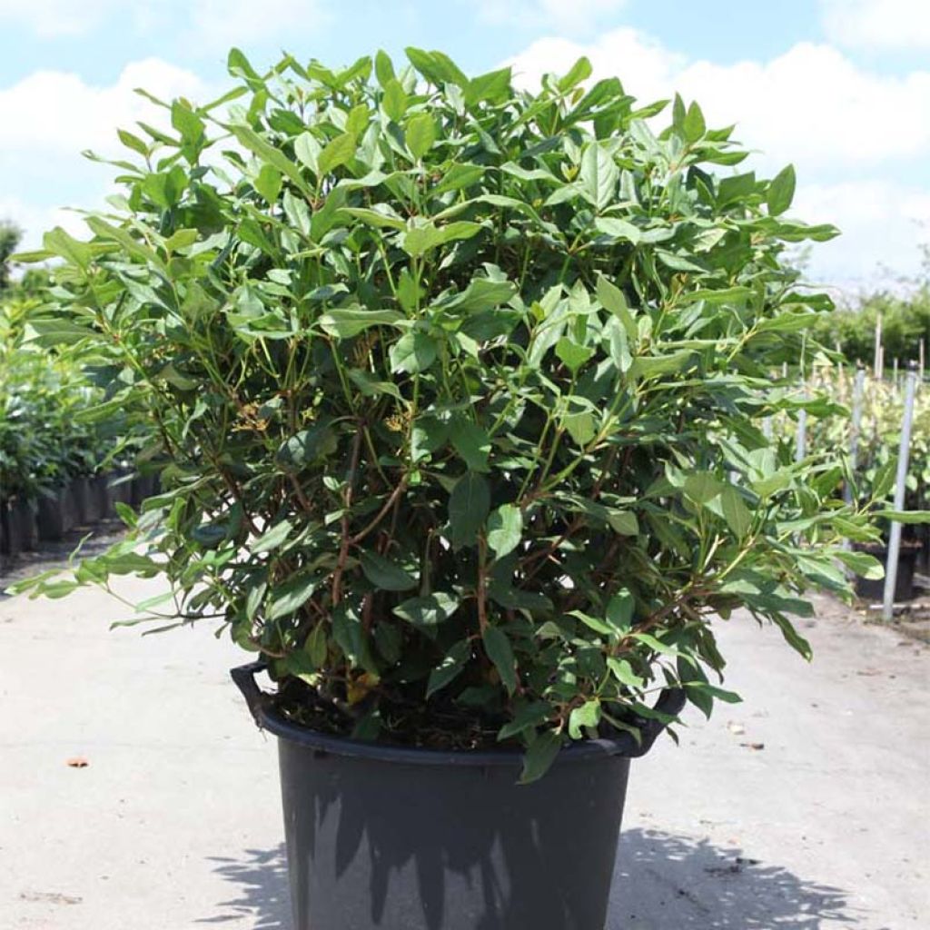 Viburnum globosum Jermyns Globe