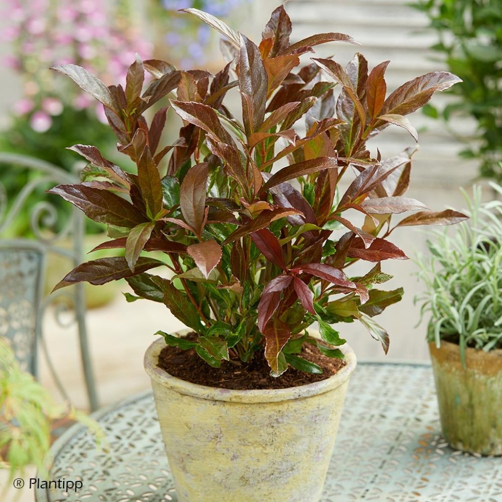 Viburnum odoratissimum Coppertop