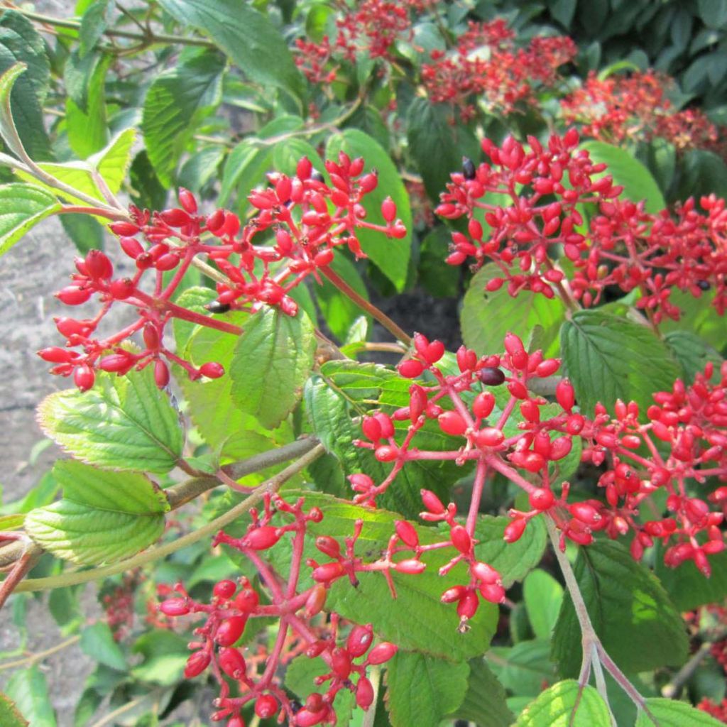 Viburnum plicatum Kilimanjaro