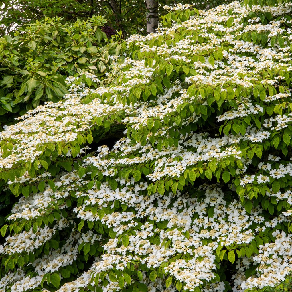 Viburnum plicatum Mariesii Great Star