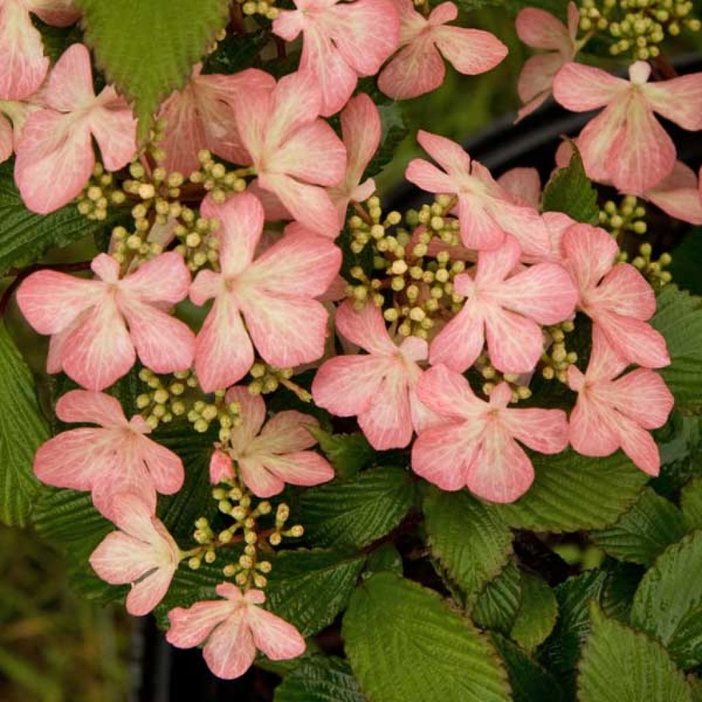 Viburnum plicatum Pink Beauty