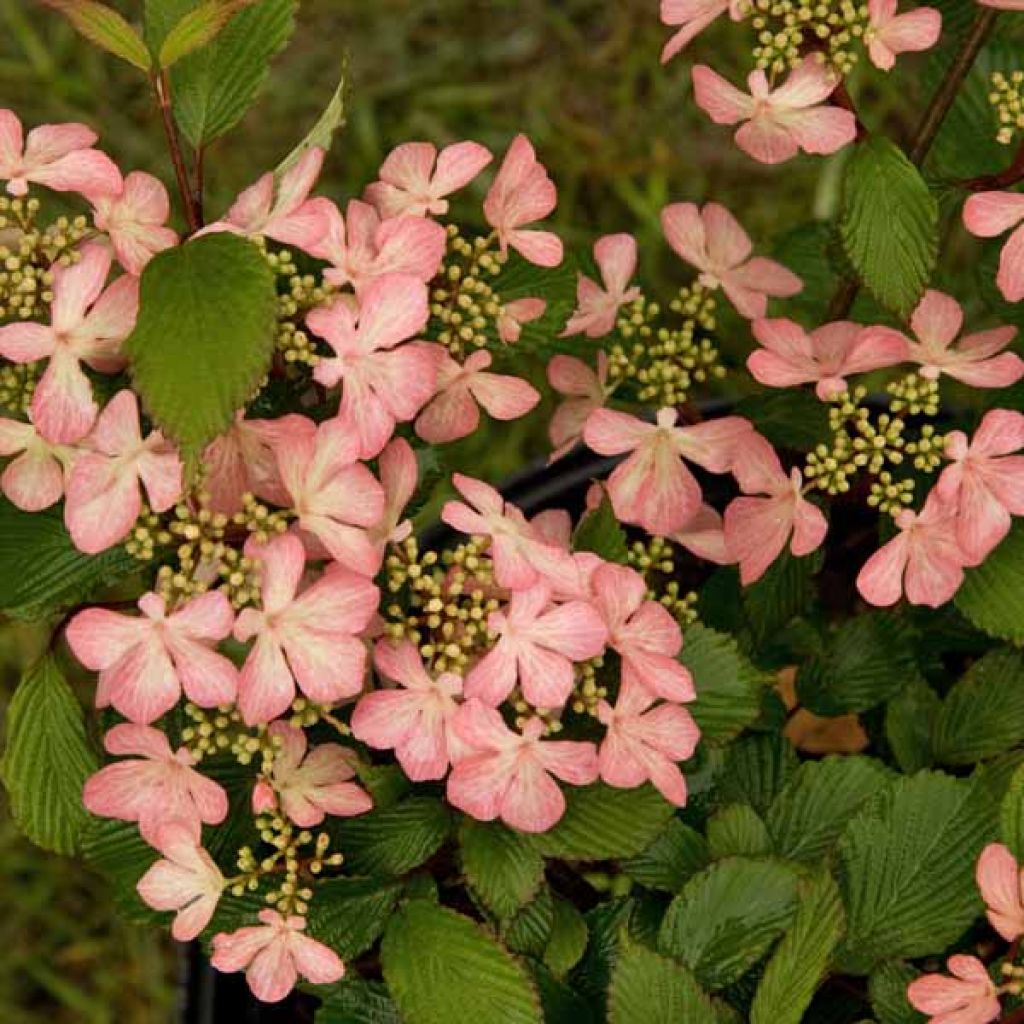 Viburnum plicatum Pink Beauty