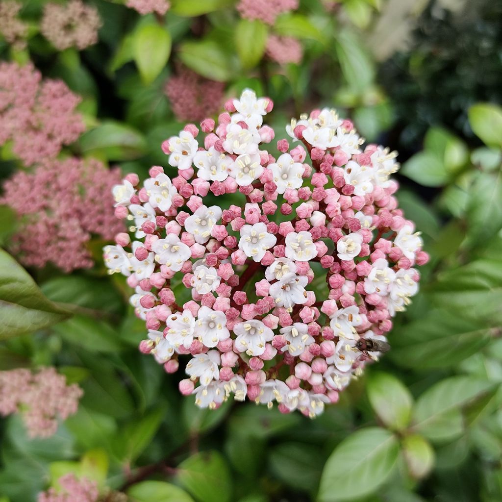 Viburnum tinus Eve Price