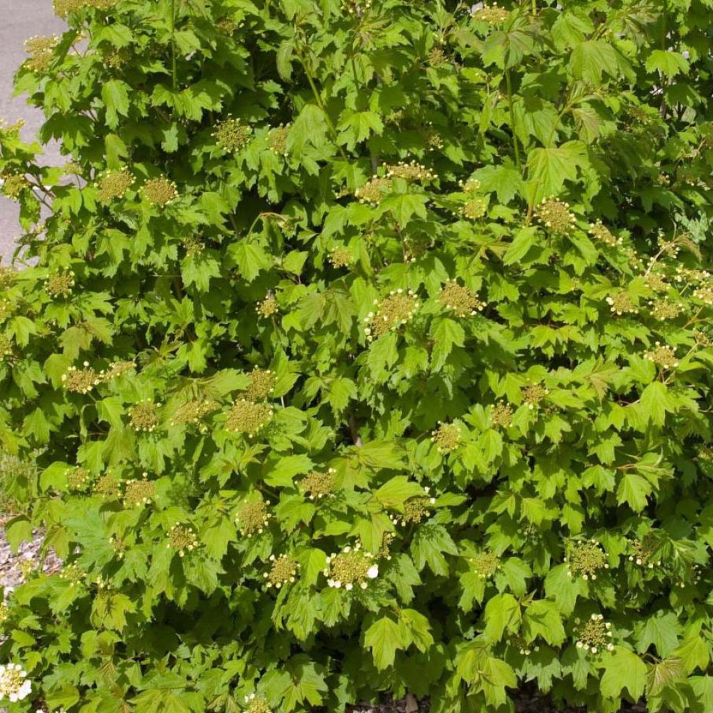 Viburnum trilobum Wentworth