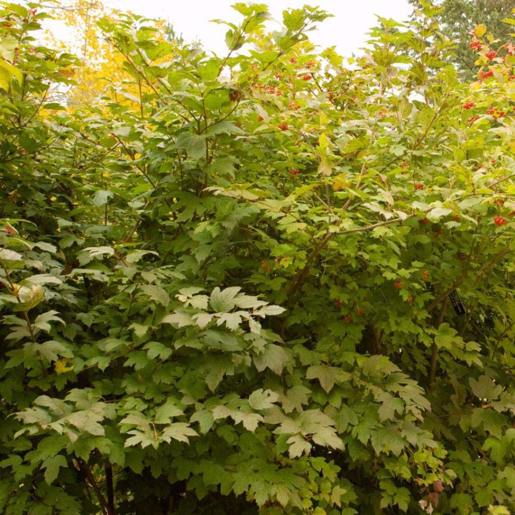 Viburnum trilobum Wentworth