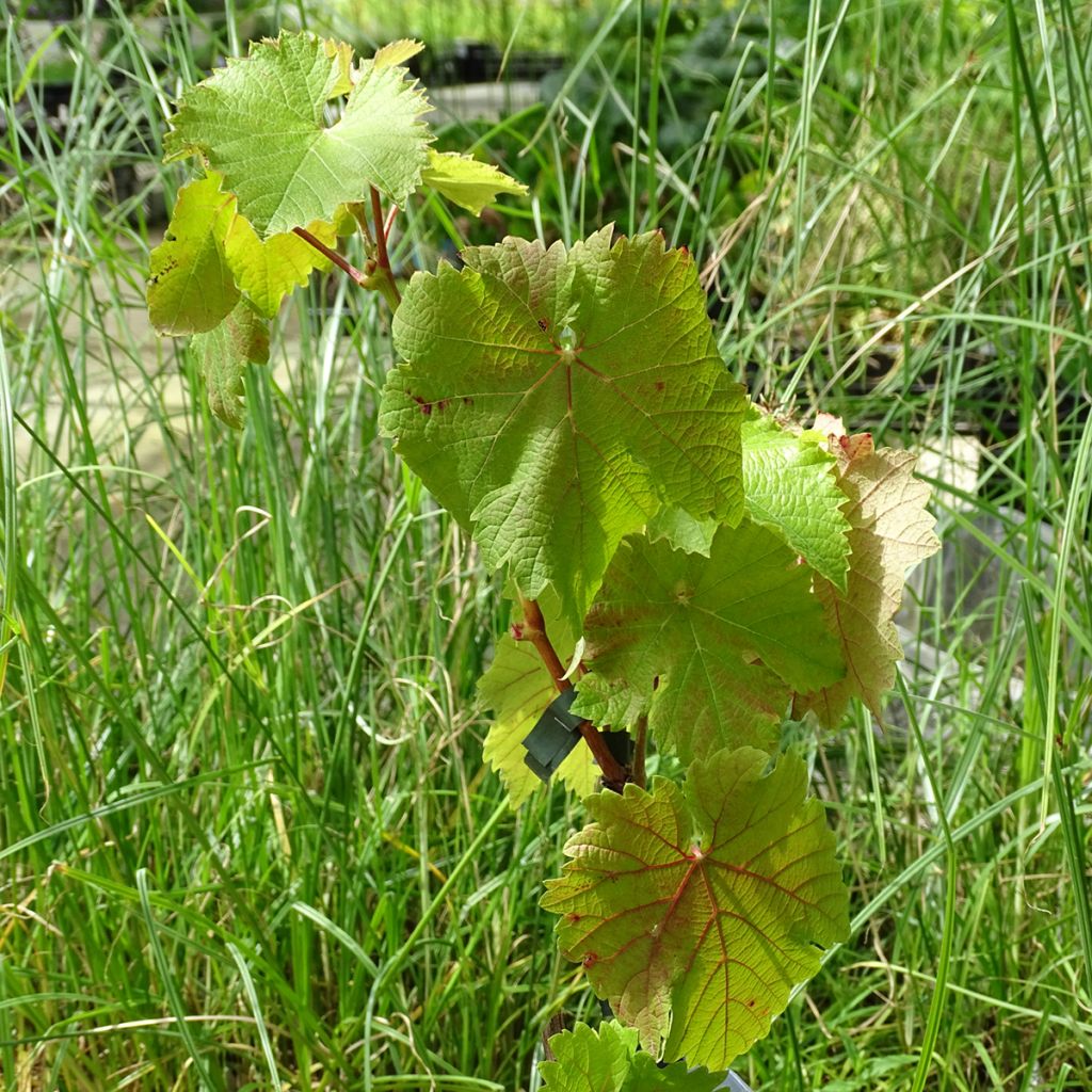 Vitis viniferaFrankenthaler - Grape vine