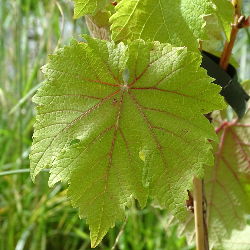 Vitis viniferaFrankenthaler - Grape vine