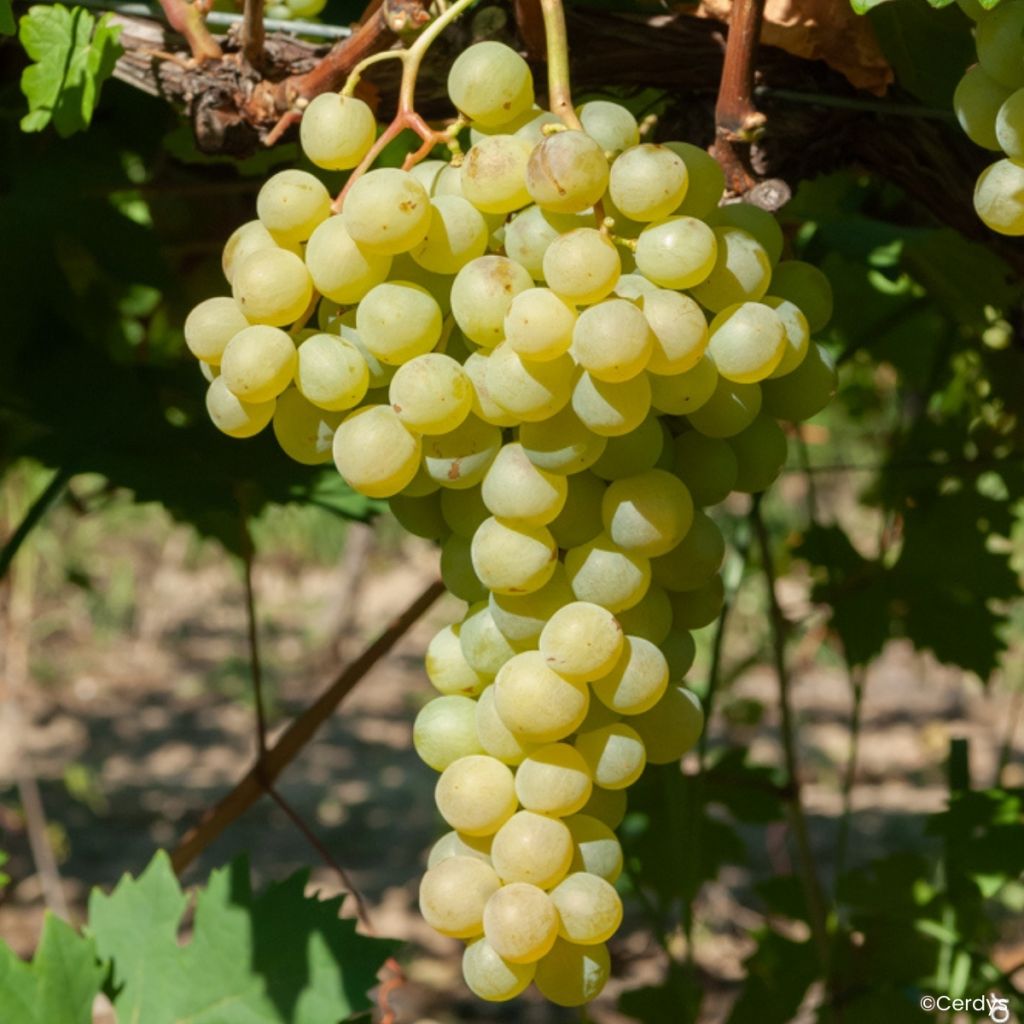 Vitis Garant - Table grape
