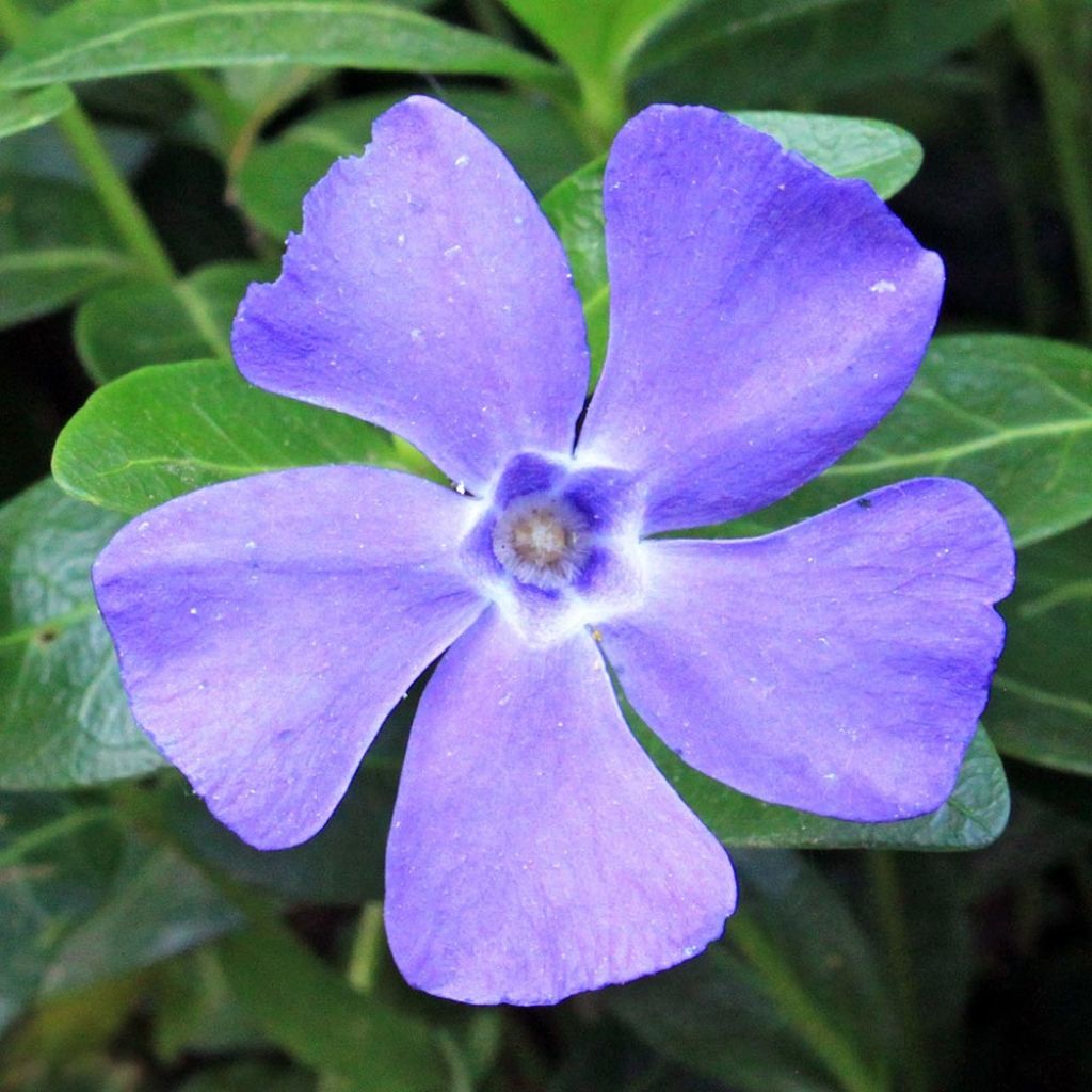 Vinca minor Anna