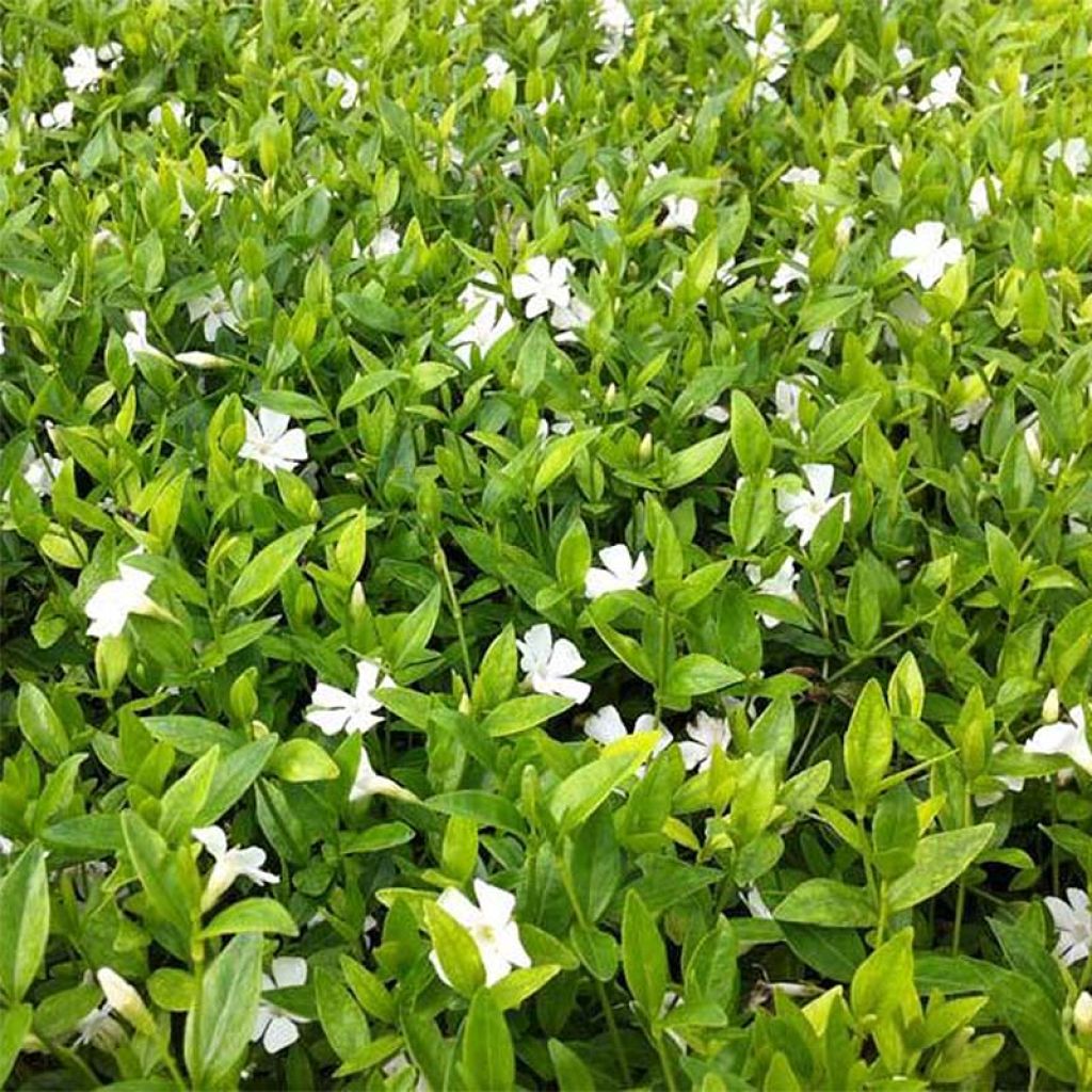 Vinca minor Elisa