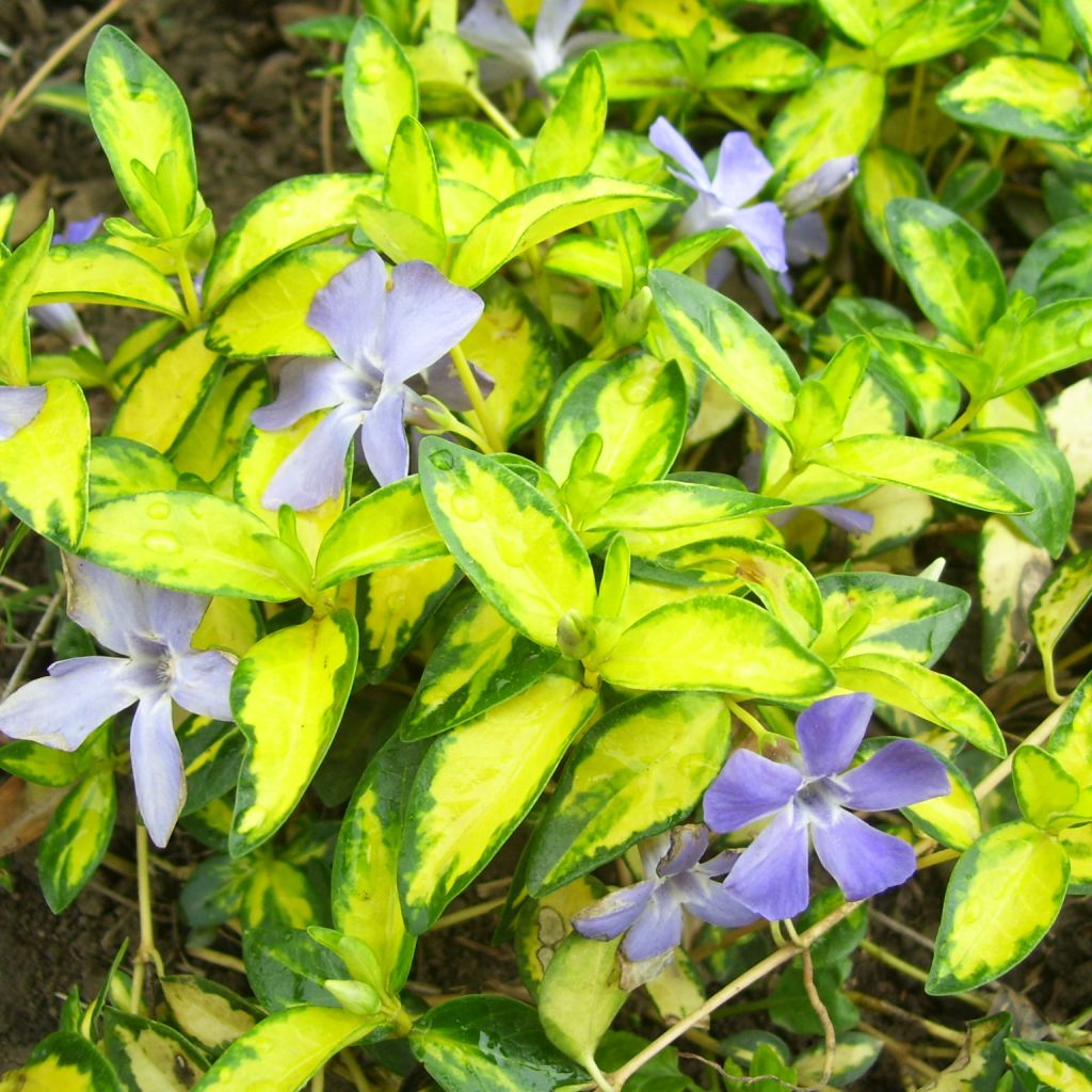 Vinca minor Illumination
