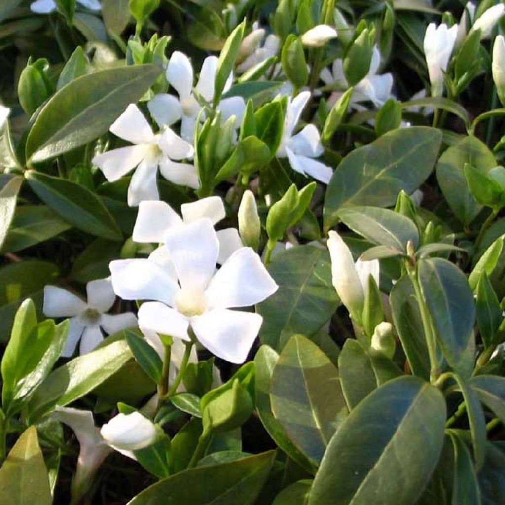 Vinca minor Gertrude Jekyll