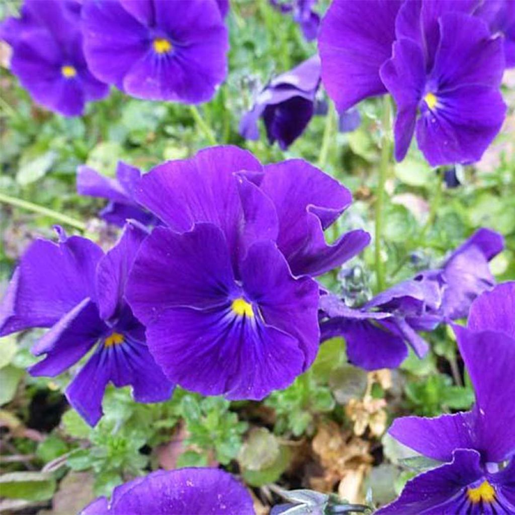 Viola cornuta Martin