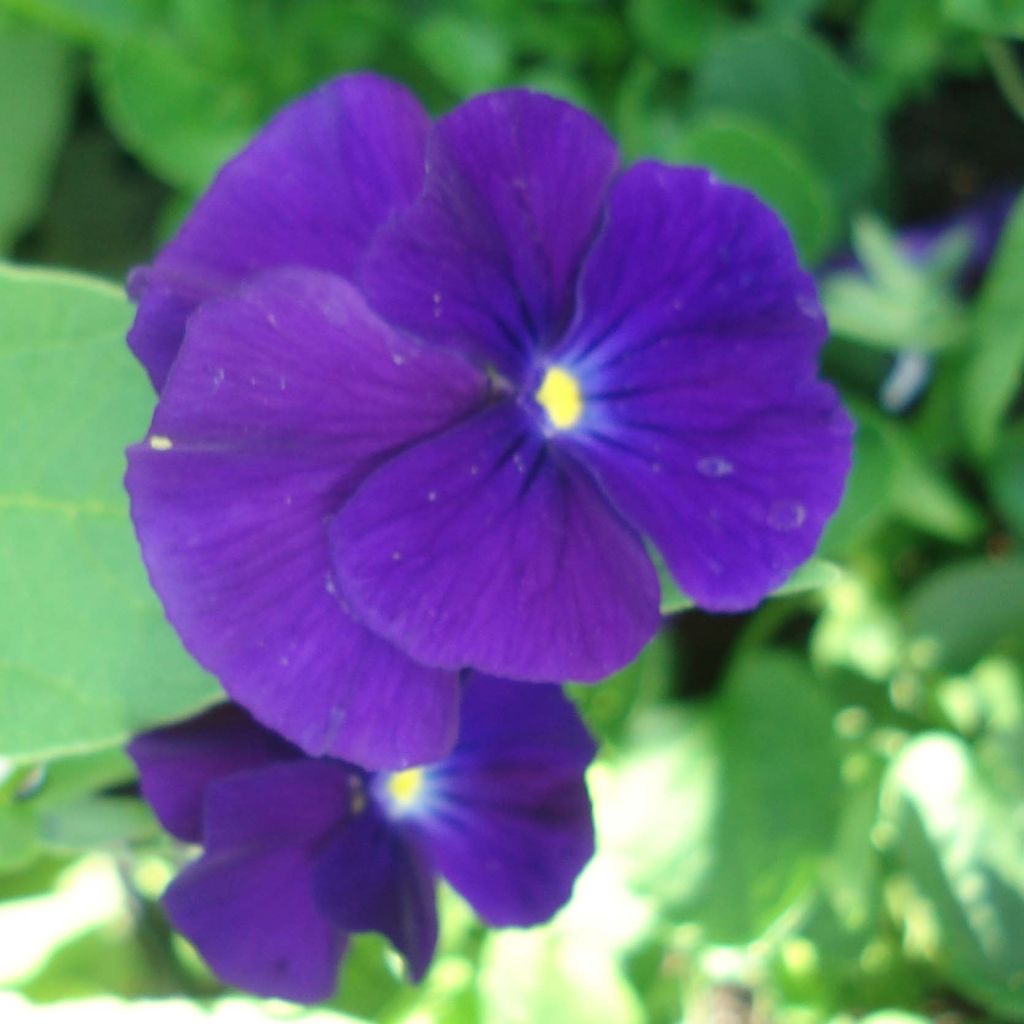 Viola cornuta Martin