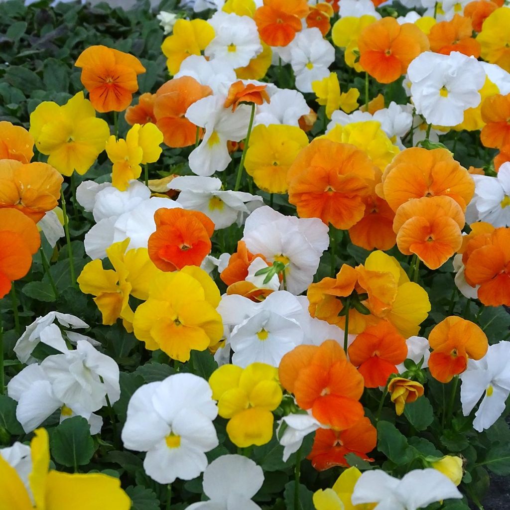 Viola cornuta F1 Prim Up Citrus blend