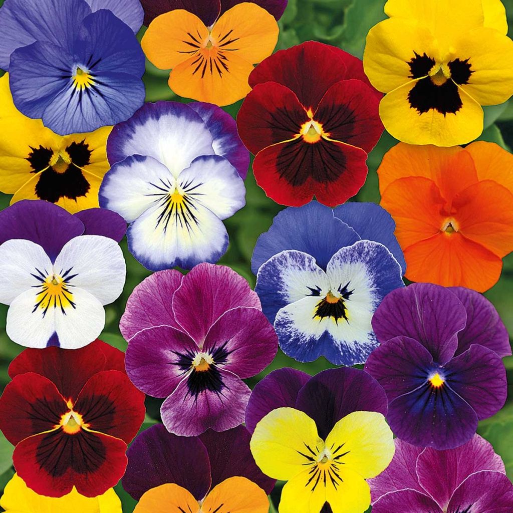 Viola cornuta Sorbet XP Autumn Select blend - bare-root plugs