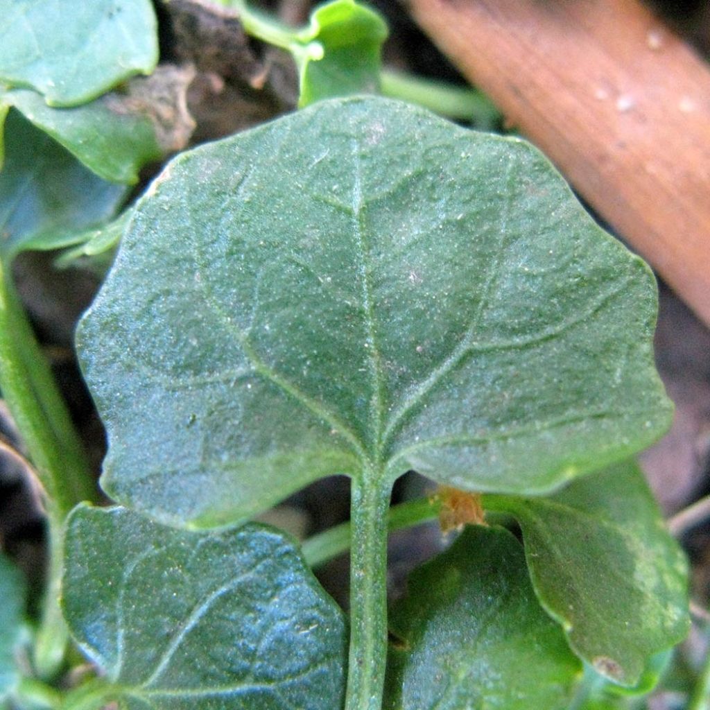 Viola hederacea 