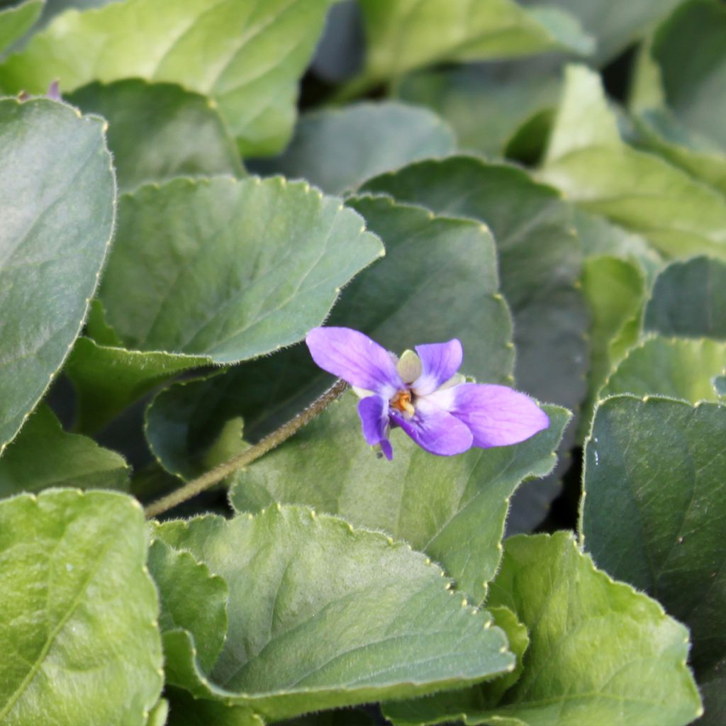 Viola odorata Königin Charlotte