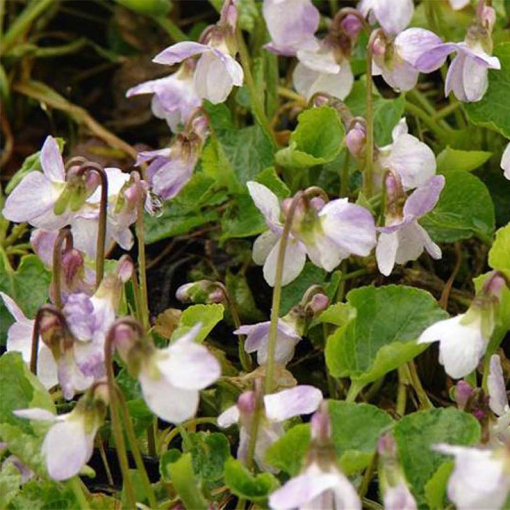 Viola odorata Mrs R Barton