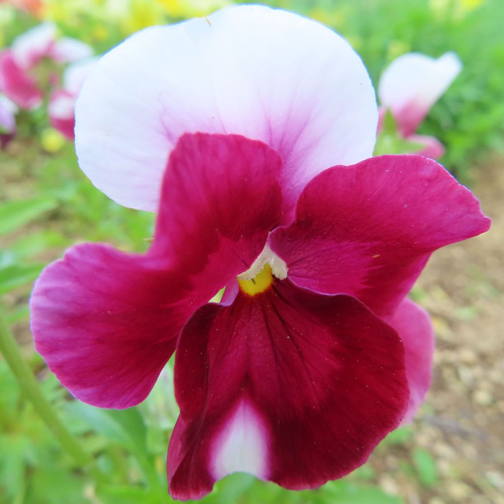 Viola PrimUp Bimbo Lips - Medium-flowered Pansy