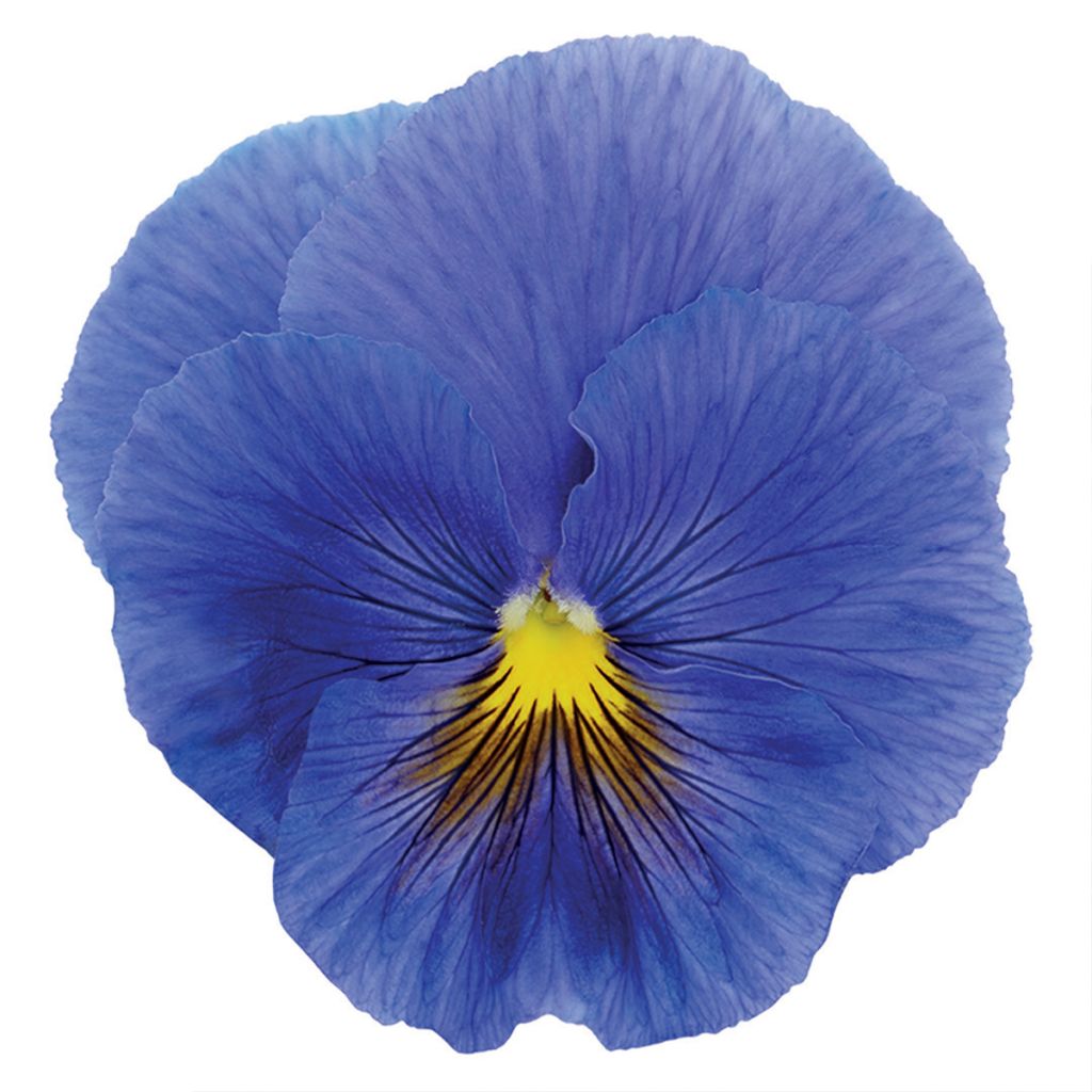 Viola x wittrockiana True Blue - Pansy