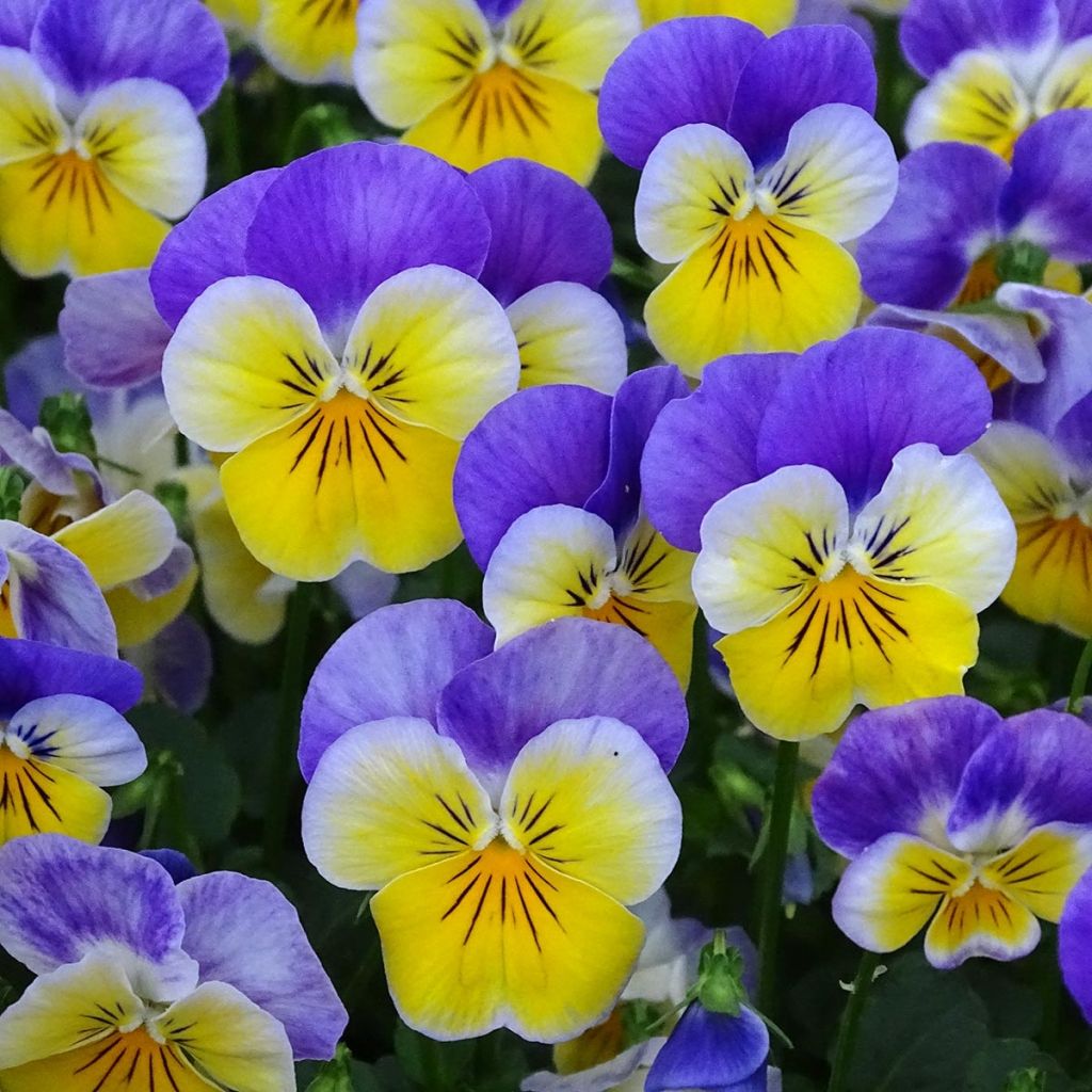 Viola cornuta F1 Kitty Surprise - Horned Pansy