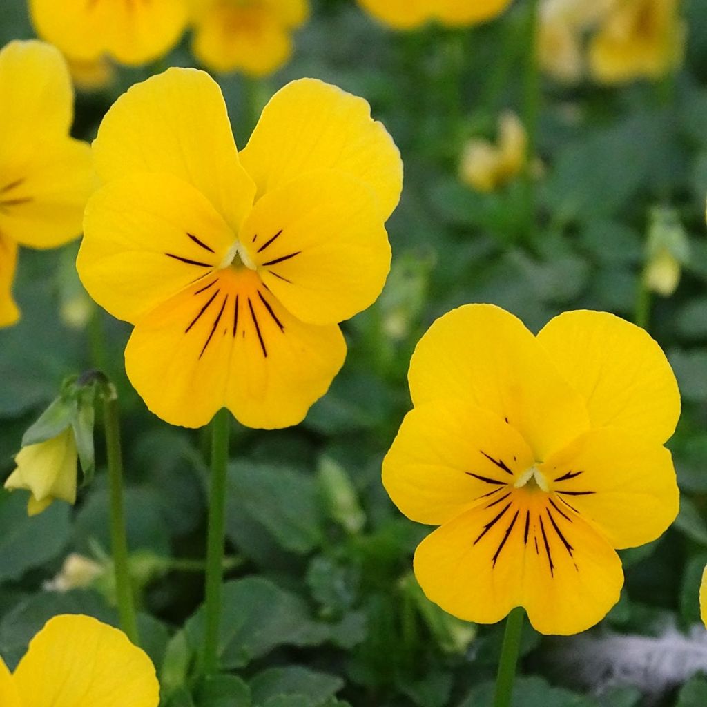 Viola cornuta Penny Yellow