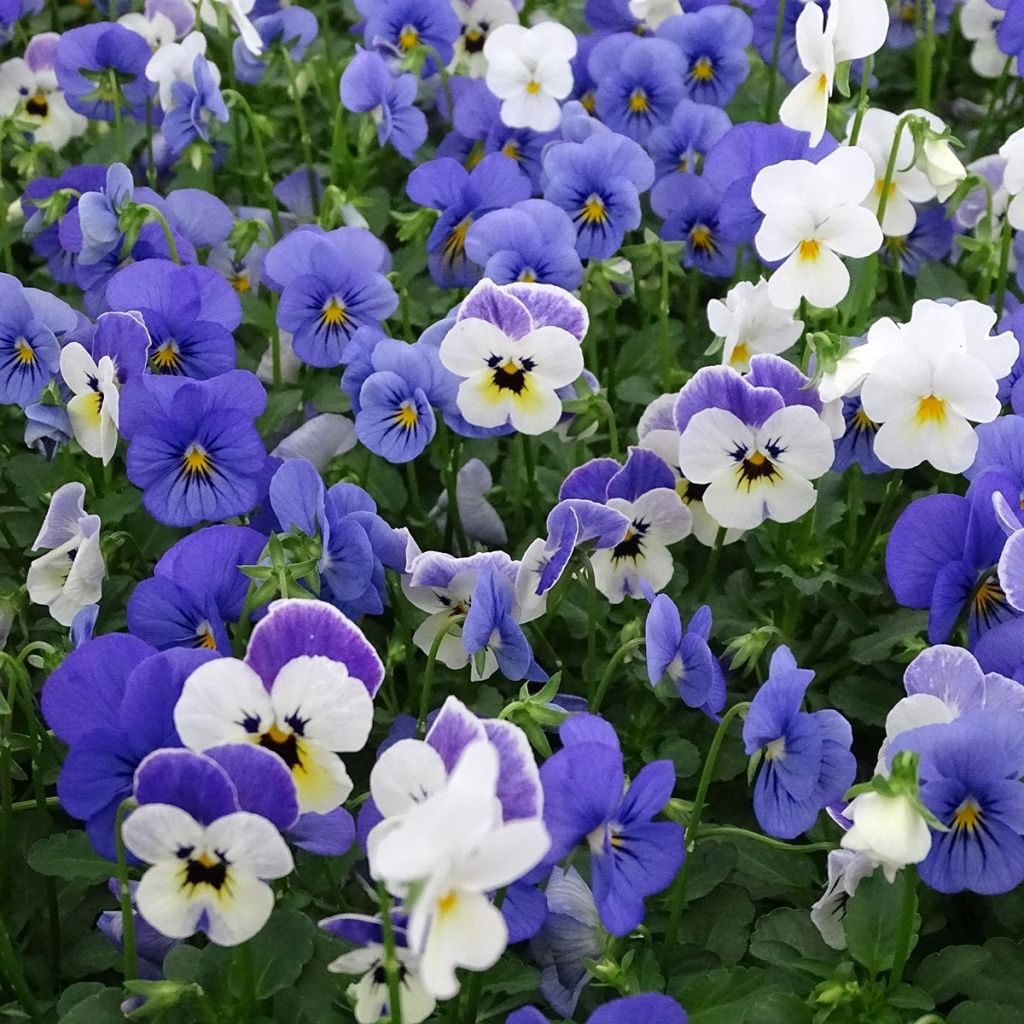 Viola cornuta Sorbet XP Blueberry Sundae