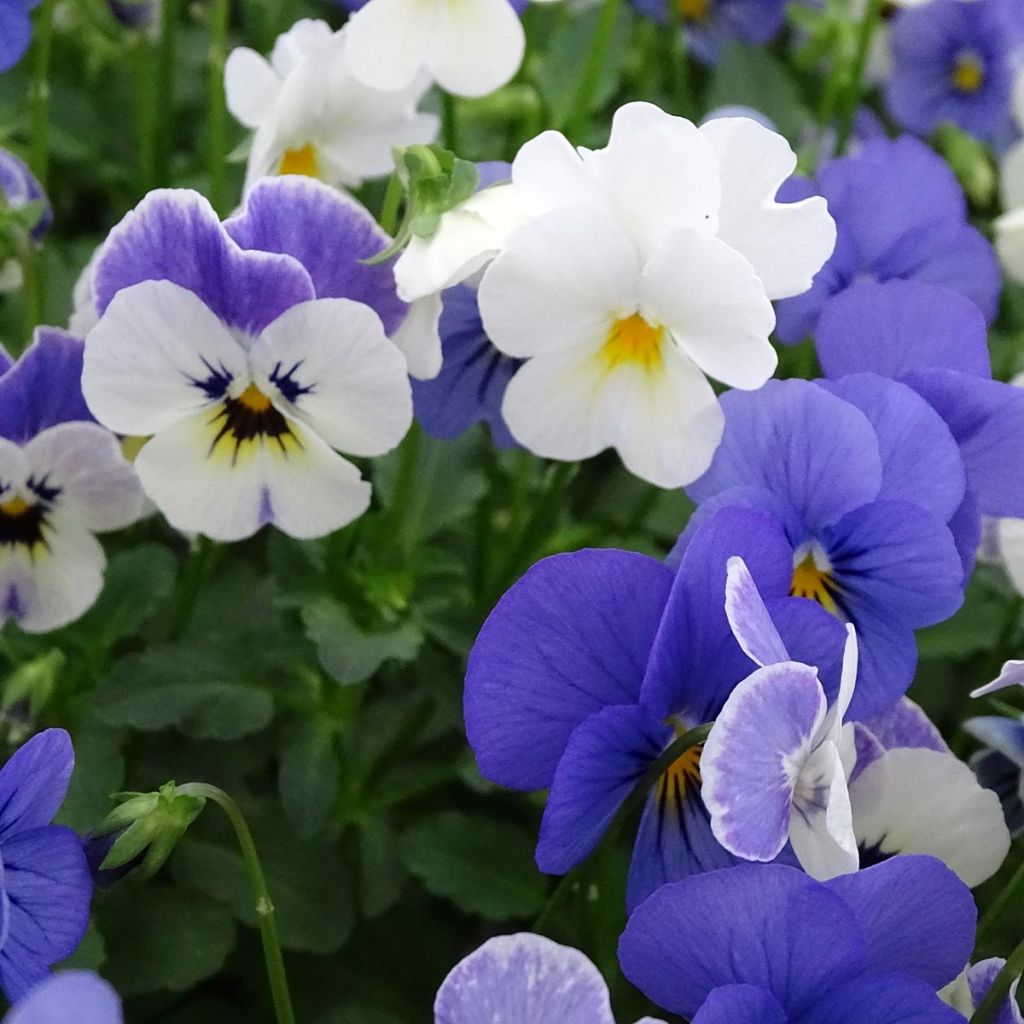 Viola cornuta Sorbet XP Blueberry Sundae