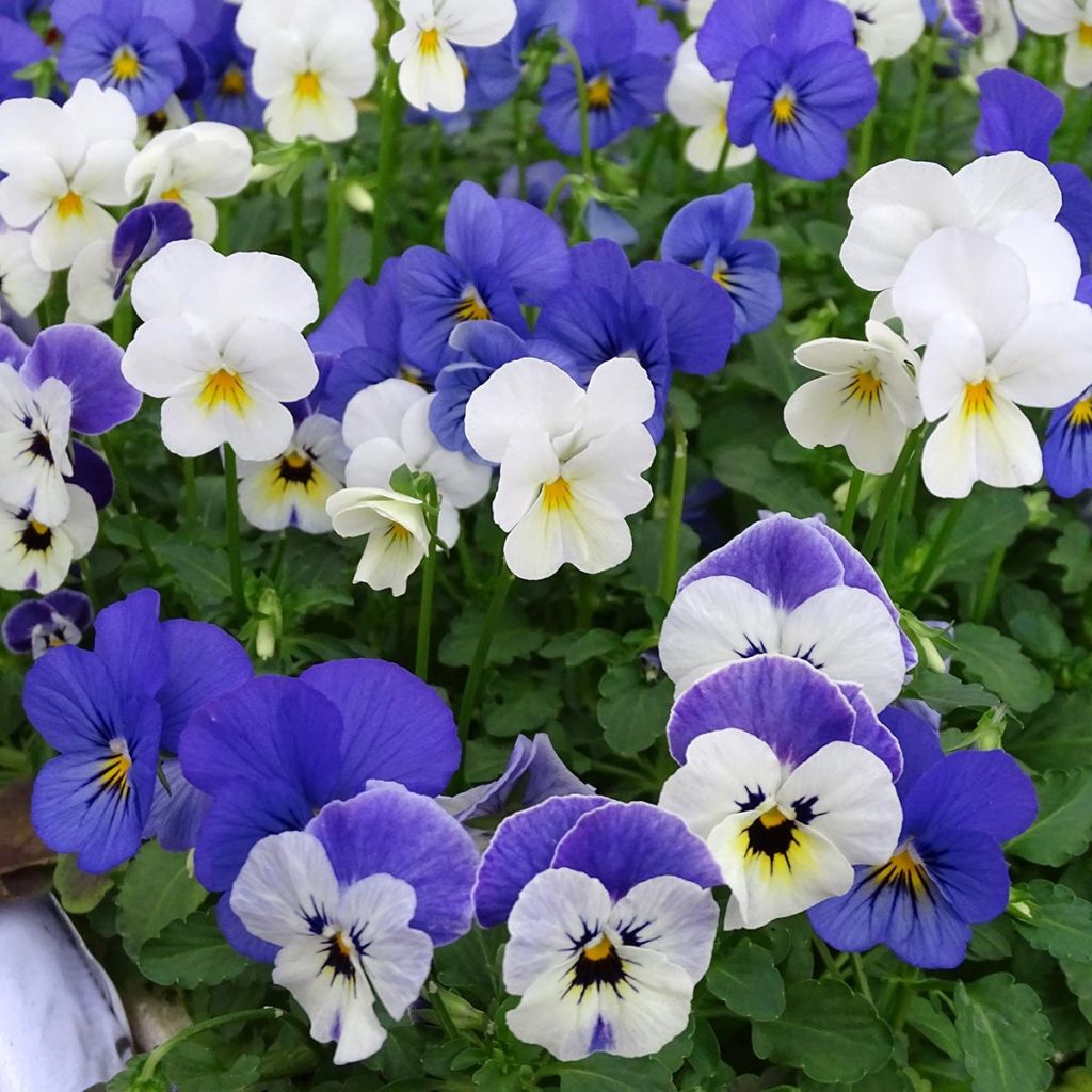 Viola cornuta Sorbet XP Blueberry Sundae