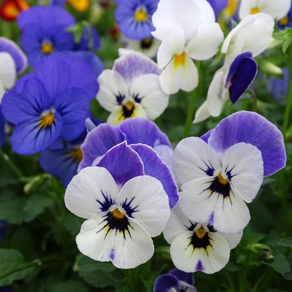 Viola cornuta Sorbet XP Blueberry Sundae