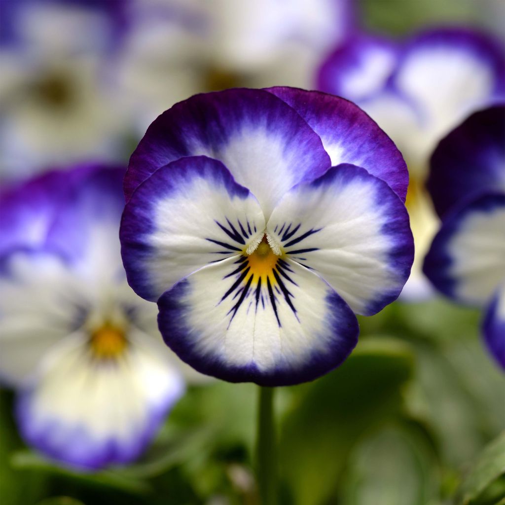 Violette cornue Sorbet XP Coconut Swirl Mini-motte - Viola cornuta