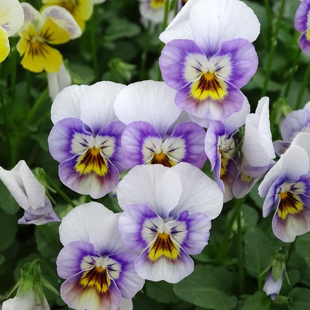 Viola cornuta Sorbet XP Pink Halo