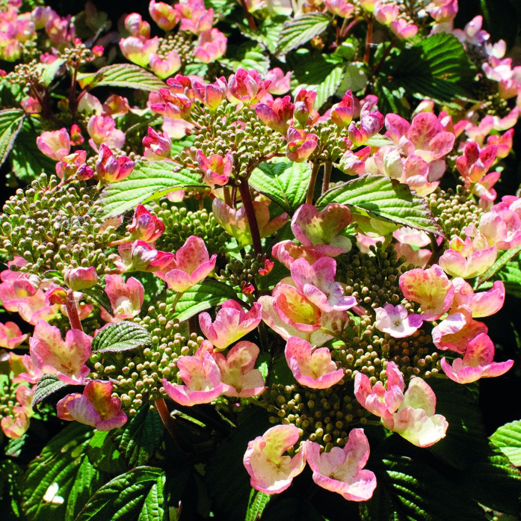 Viburnum plicatum Pinkimono