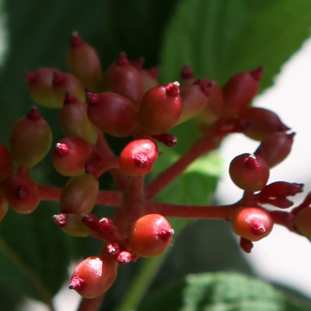 Viburnum plicatum Pinkimono