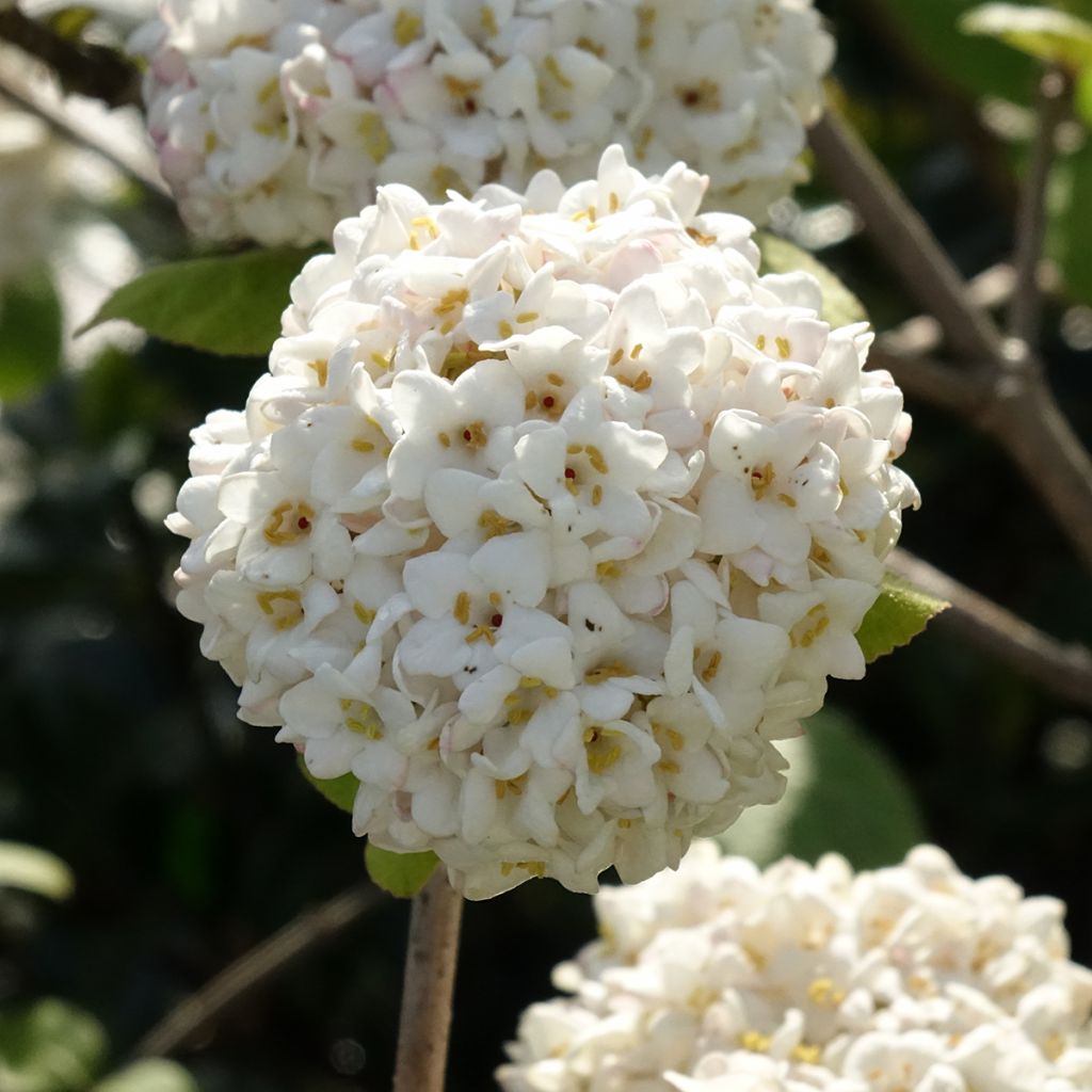 Viburnum x carlcephalum